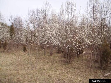 A cluster of callery pear trees in bloom with white flowers in an open wooded area