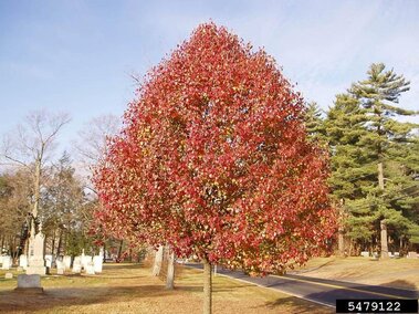 A callery pear tree with red leaves as it reaches dormancy