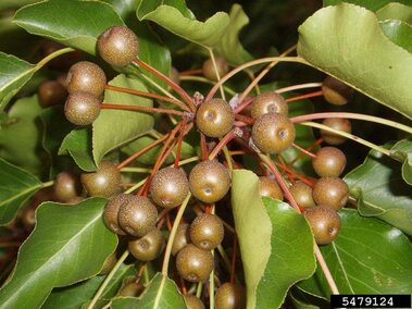 A closeup of a fruit cluster on a callery pear tree