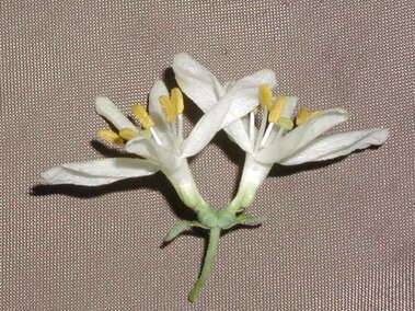 White flower with five narrow petals and yellow stamens, on a gray background.