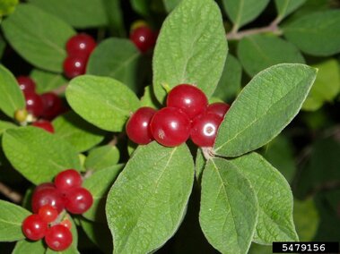 Red berries clustered on green leaves in natural foliage.