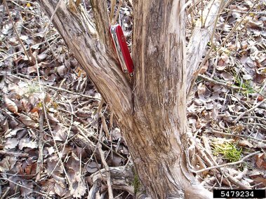 Grayish-brown stump of Morrow's honeysuckle surrounded by dry leaves.