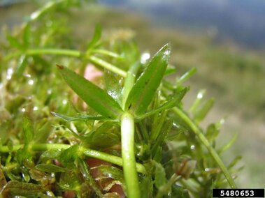 A closeup of a hydrilla plant's whorled leaves around the stem.