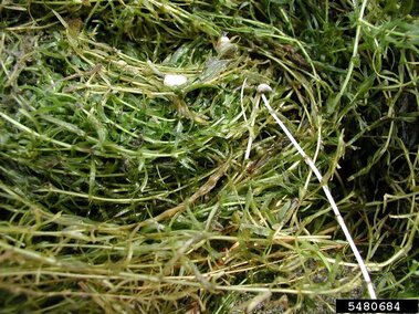 A dense mat of hydrilla plants and one of its tubers.