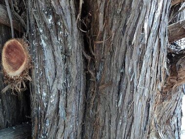 A closeup of the shreddy brown bark with an orangish interior on an eastern redcedar tree trunk