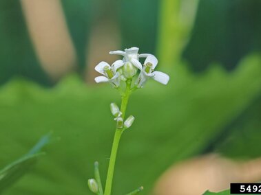 Small white flower with green stems against a blurred green leafy background.