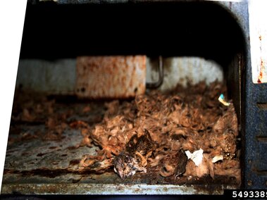 Debris and nesting material inside a rusty, dirty interior of an appliance.