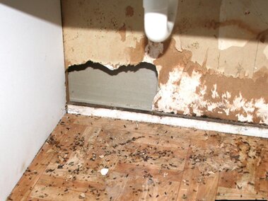 Damaged wall with exposed drywall, scattered droppings, and worn wooden flooring in a corner.