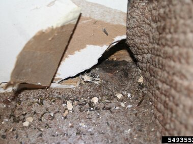Damaged wall corner with peeling drywall and carpet debris.