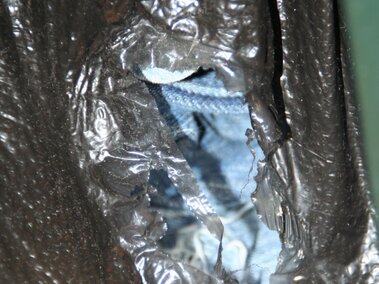 Plastic bag with evidence of house mouse gnawing