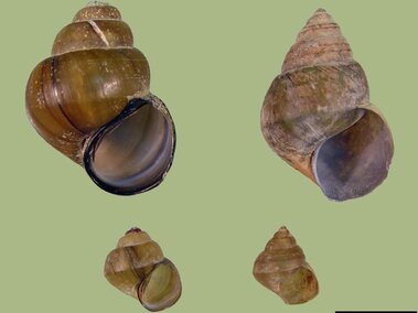 A comparison image showing Chinese mystery snails on the left and Japanese mystery snails on the right