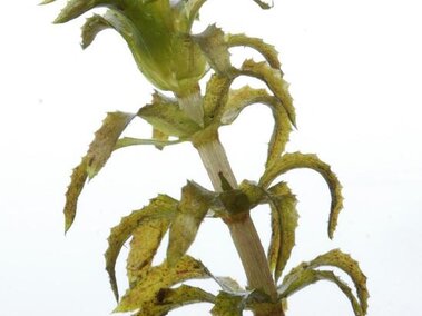 A closeup image of a hydrilla stem with leaves on it.