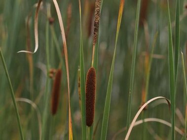A closeup of narrow-leaf cattail plants with the male and female spikes present on the flowers.