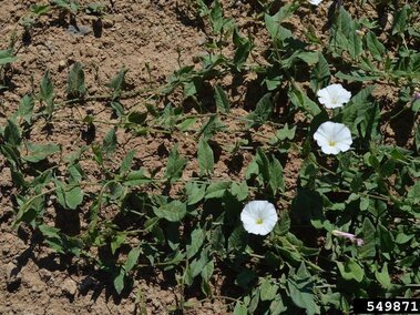 White flowering field bindweed creeping over dry soil.