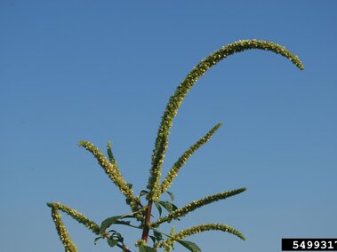 Green flowering plant with long, curved stems against a clear blue sky.