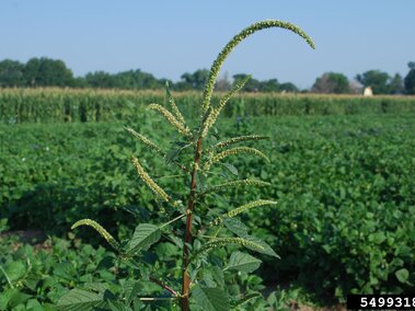 Tall green weed with elongated flowering stems in a lush crop field.