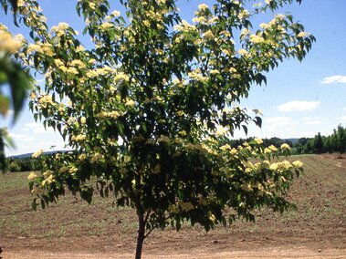Roughleaf dogwood tree with green leaves and yellowish flowers, standing in a dirt field under a clear blue sky.