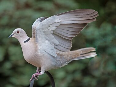 Eurasian collared dove perched with wings spread, soft gray tones, blurred green background.