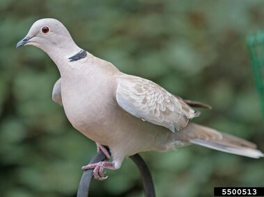 Eurasian collared dove perched on a metal bar with a blurred green background.