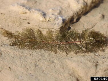 A fragment of a Eurasian watermilfoil plant on a dried surface.