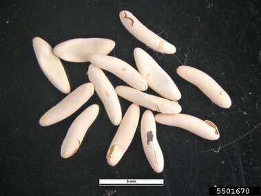 White insect eggs scattered on a black surface, some cracked or damaged.