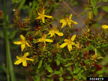 St John's wort with yellow flowers with star-shaped petals and green foliage in natural lighting.