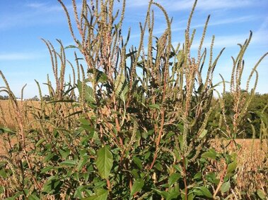 Tall green palmer amaranth with spiky stems and leaves under a clear blue sky in a rural field setting.