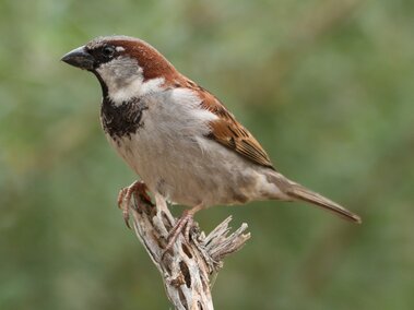 House sparrow perched on a branch with blurred green background.