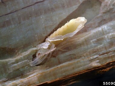 Sirex woodwasp pupa in a tunnel within light-colored, textured wood.