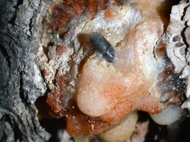 Tree bark oozing amber-colored sap with a small black beetle on the surface.