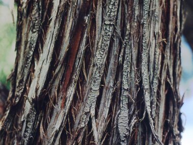 Rough, peeling bark of a Russian olive tree with visible layers and textures.