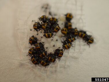 Yellow-and-black stink bug nymphs clustered around white eggs on a delicate, mesh-like surface.