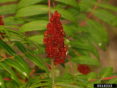 Bright red cluster of sumac berries surrounded by green leaves, with a small insect on the stem.