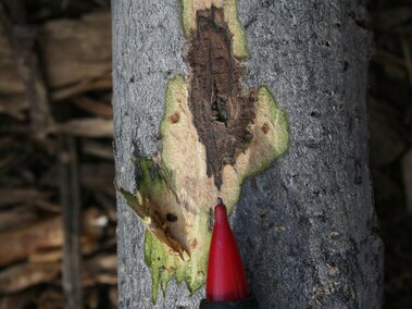 Bark of a tree with visible thousand cankers disease damage, a red-tipped pen pointing at a dark, discolored section.