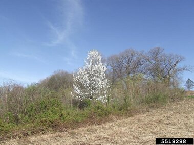 A callery pear tree in bloom with its white flower clusters as seen surrounded by other woodland plant species in an open wooded area