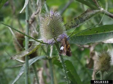 A closeup of a common teasel flower