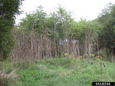 An infestation of common teasel in an open woodland area