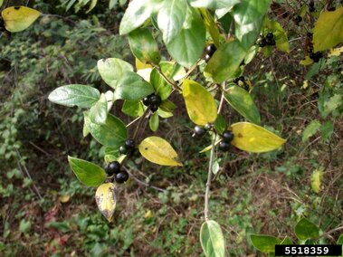 Japanese honeysuckle with green and yellow leaves and small black berries in a natural setting.