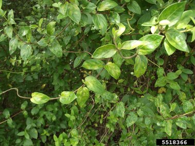 Green leafy Japanese honeysuckle vines intertwined with dense shrubbery in a natural outdoor setting.