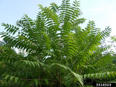 Tree of heaven with a clear blue sky in the background.
