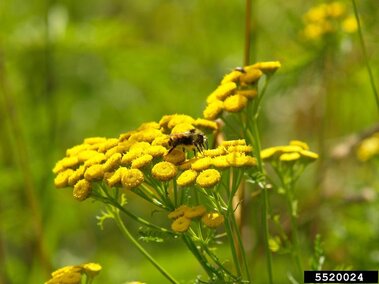 The side profile of common tansy flowers and stems