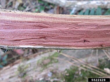 The reddish orange bark of an eastern redcedar tree