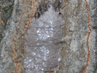 Gray, wet, and slimy spotted lanternfly egg mass on rough tree bark.