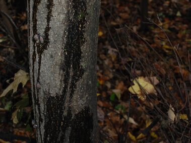 Tree trunk with honeydew secretions from spotted lanternflies surrounded by fallen autumn leaves in a dimly lit forest.