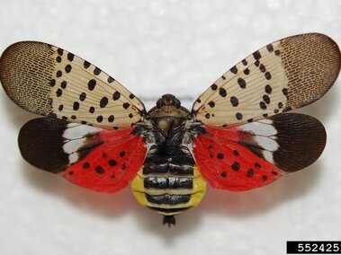 Spotted lanternfly with spread wings, showcasing red and black markings, on a white background.