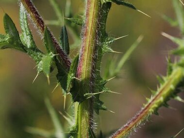 A closeup of a bull thistle stem. The purplish veins are visible along with the spiny tips on the leaves.