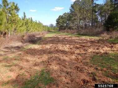 Uprooted grassy area surrounded by trees under a clear blue sky.