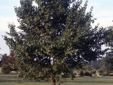A leafy wild plum tree on a grassy lawn under a clear sky.