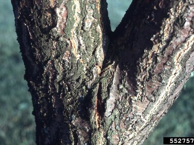 Close-up of textured tree bark on a forked trunk in natural light.