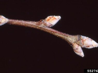 A closeup of the buds on a callery pear tree's twig